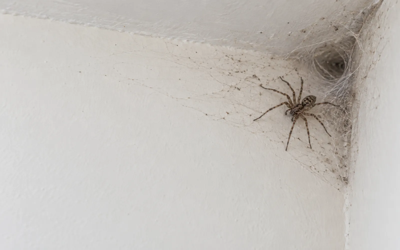 Araignée de maison dans un angle de mur