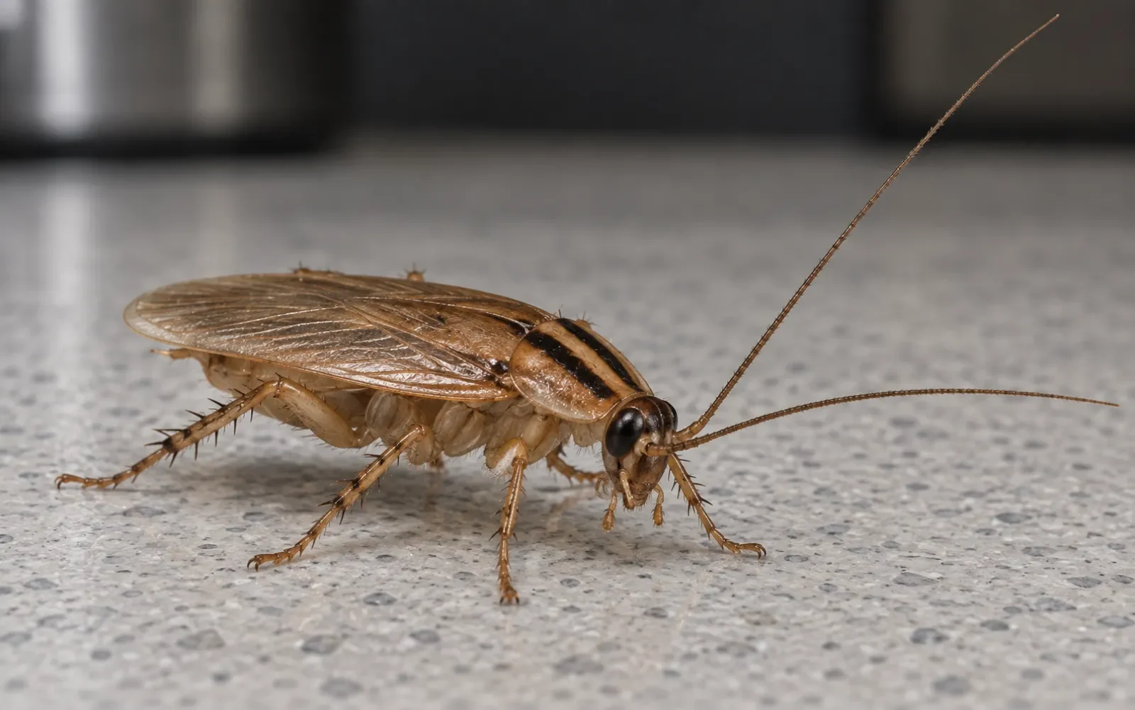 Gros plan d’une blatte germanique sur une surface intérieure