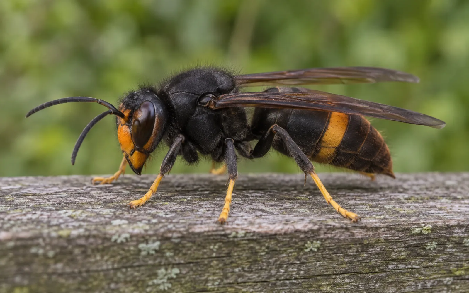Frelon en vol près de l’entrée de son nid