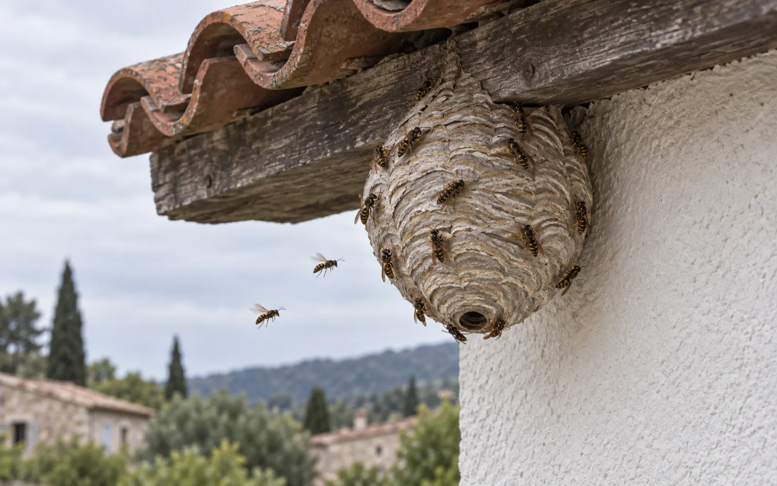 Nid de guêpes actif sous l’avant-toit d’une maison