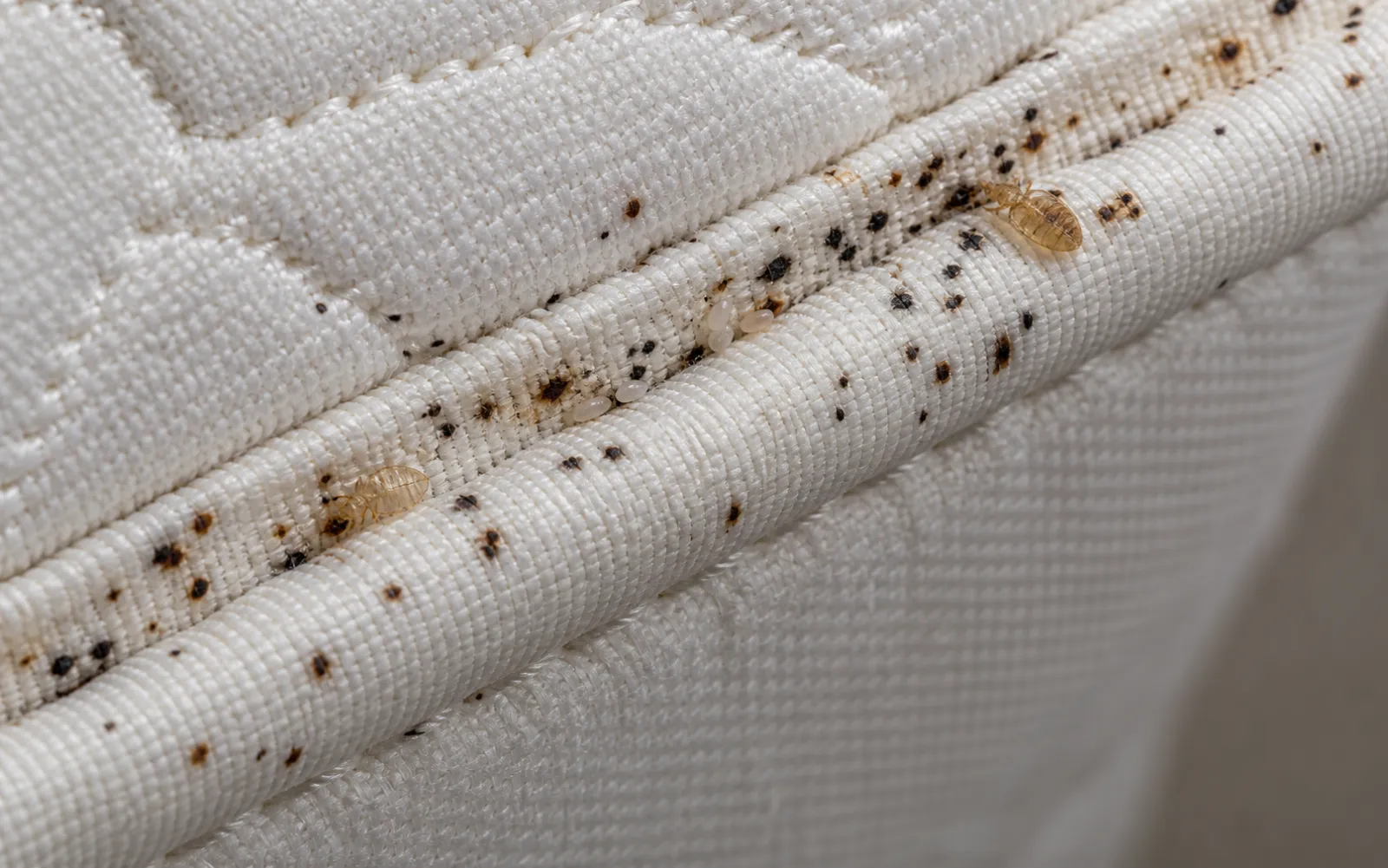 Traces et points noirs laissés par des punaises de lit sur un textile