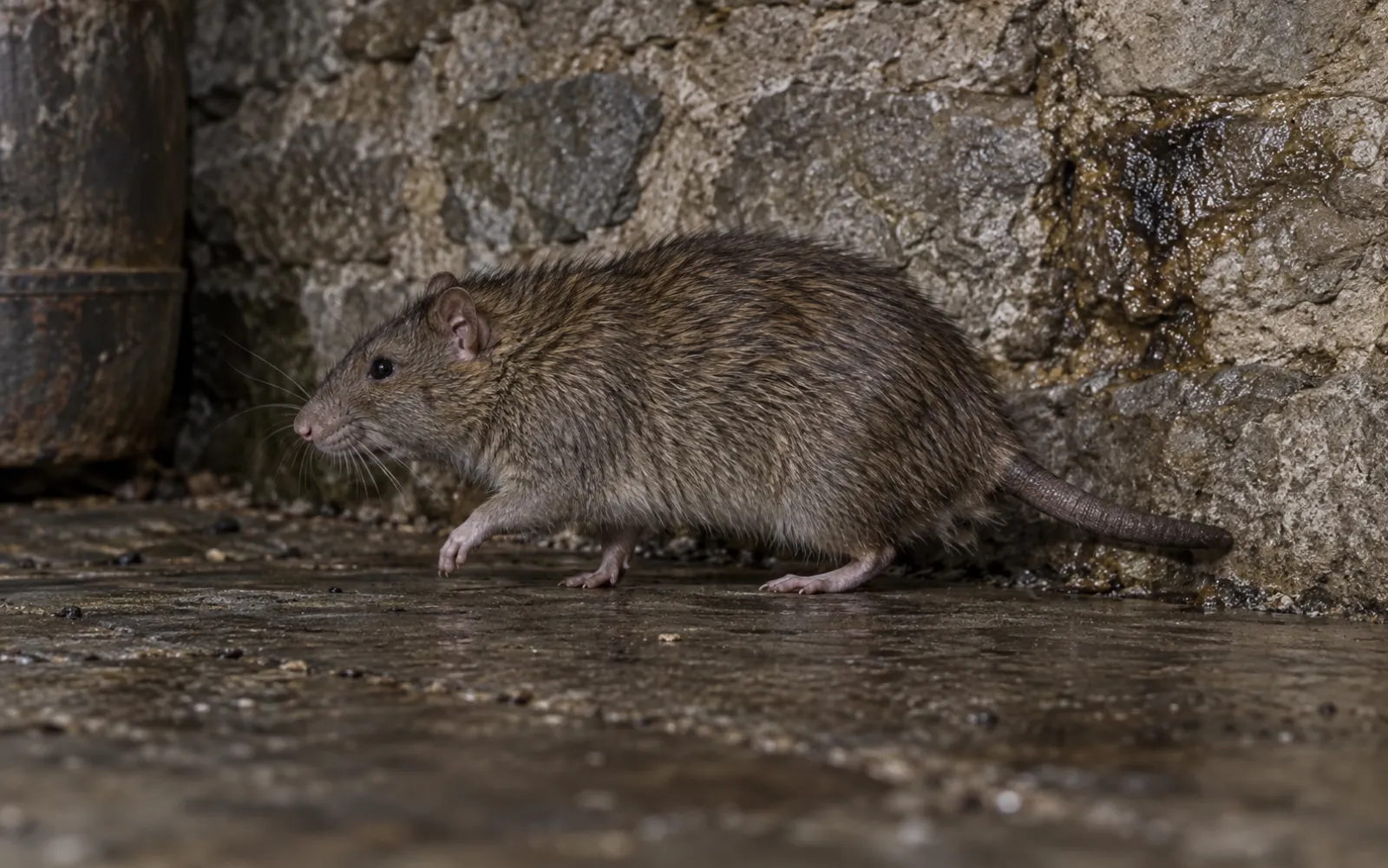 Rat surmulot longeant un mur de cave, queue plus courte que le corps
