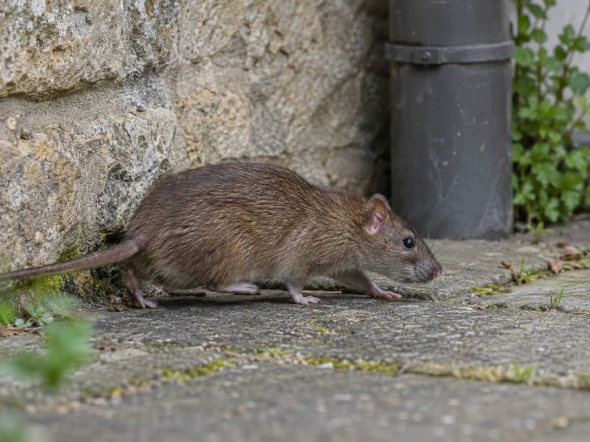 Rat surmulot longeant un mur de pierre près d’une descente d’eau