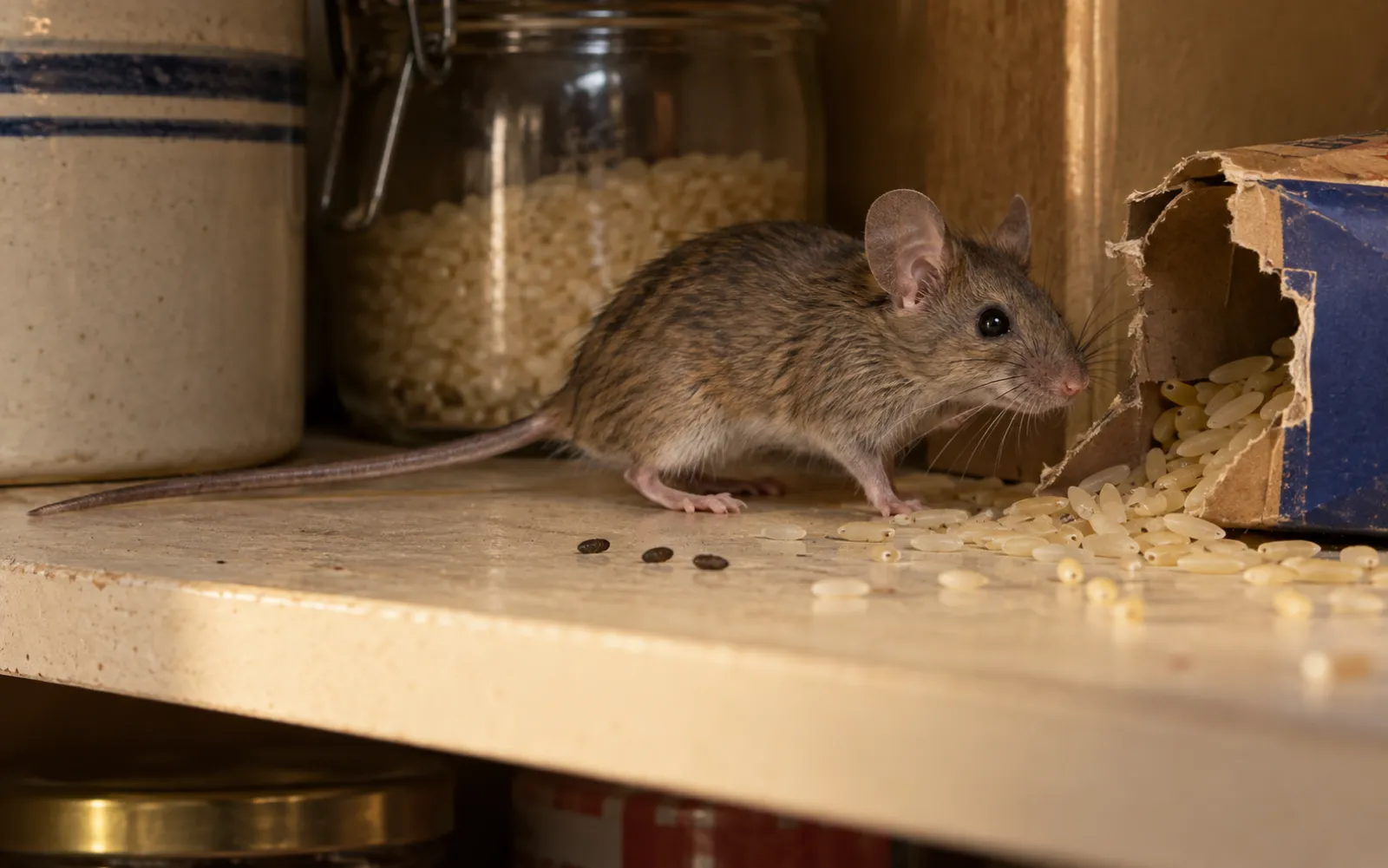 Souris grise, nettement plus petite qu’un rat